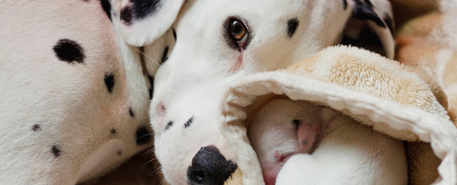 At birth dalmatians are always white