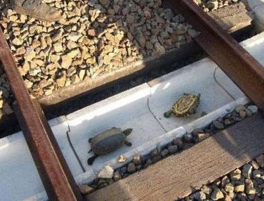 There are turtle tunnels in japan to save them from being run over by trains