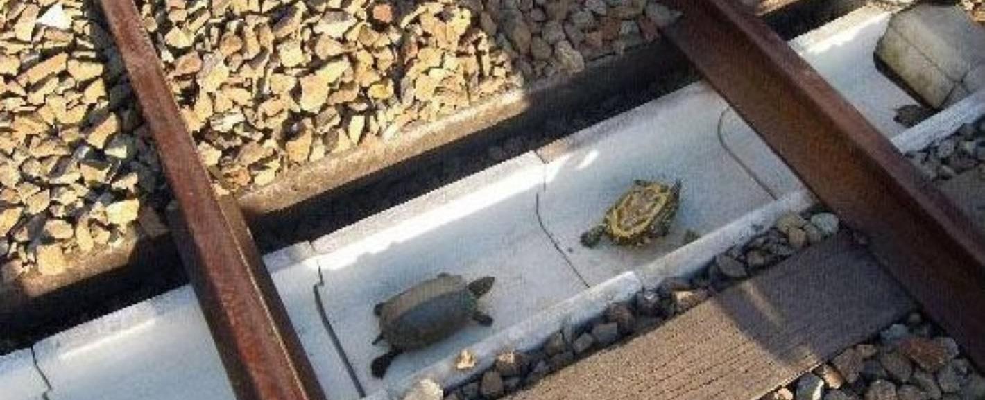 There are turtle tunnels in japan to save them from being run over by trains