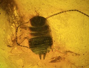 The earliest cockroach fossil is about 125 140 million years old but not 280 300 million years old as some have speculated