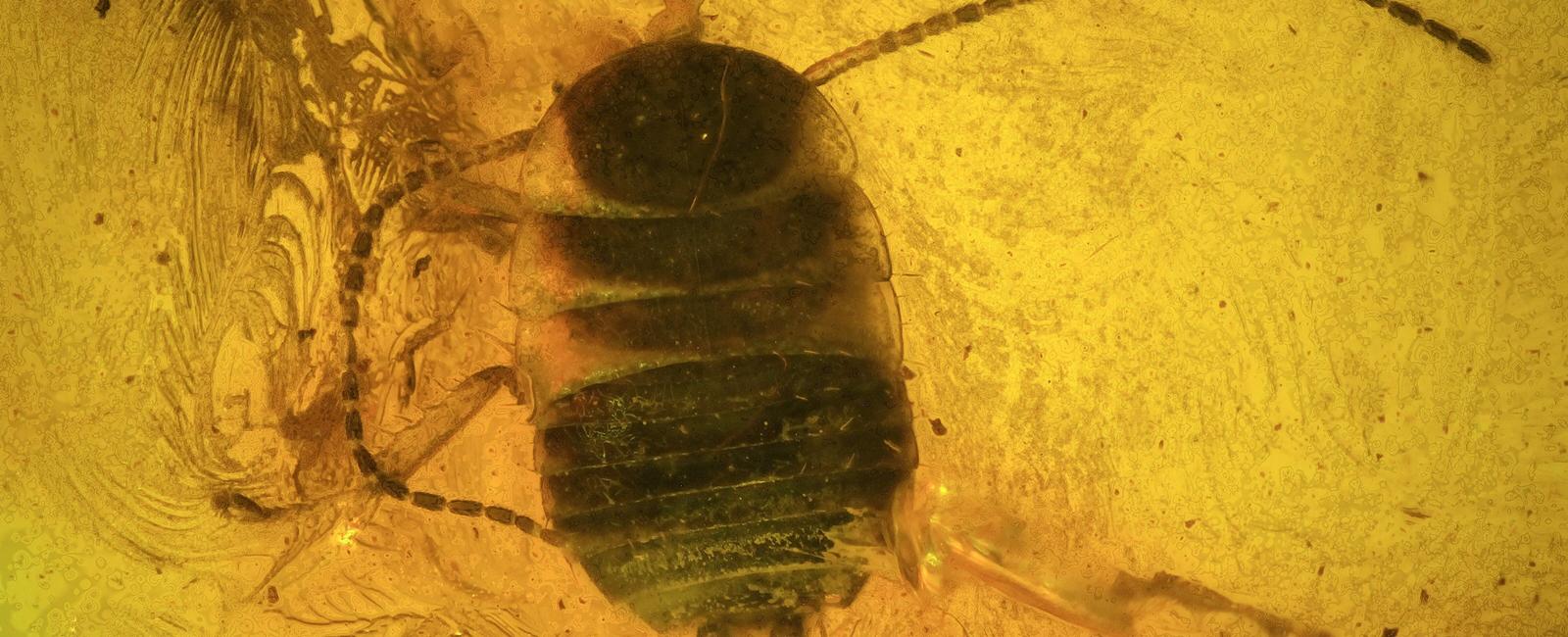 The earliest cockroach fossil is about 125 140 million years old but not 280 300 million years old as some have speculated