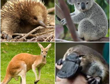 Australia s marsupials including kangaroos wallabies and tasmanian devils among others originated from a common ancestor millions of years ago in what is today south america