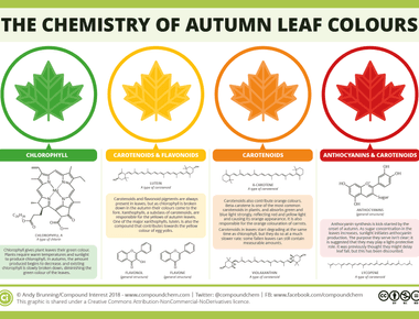 Tree leaves changing colors during the seasons is caused by the leaves producing plenty of chlorophyll during spring and summer green and less during fall red or yellow