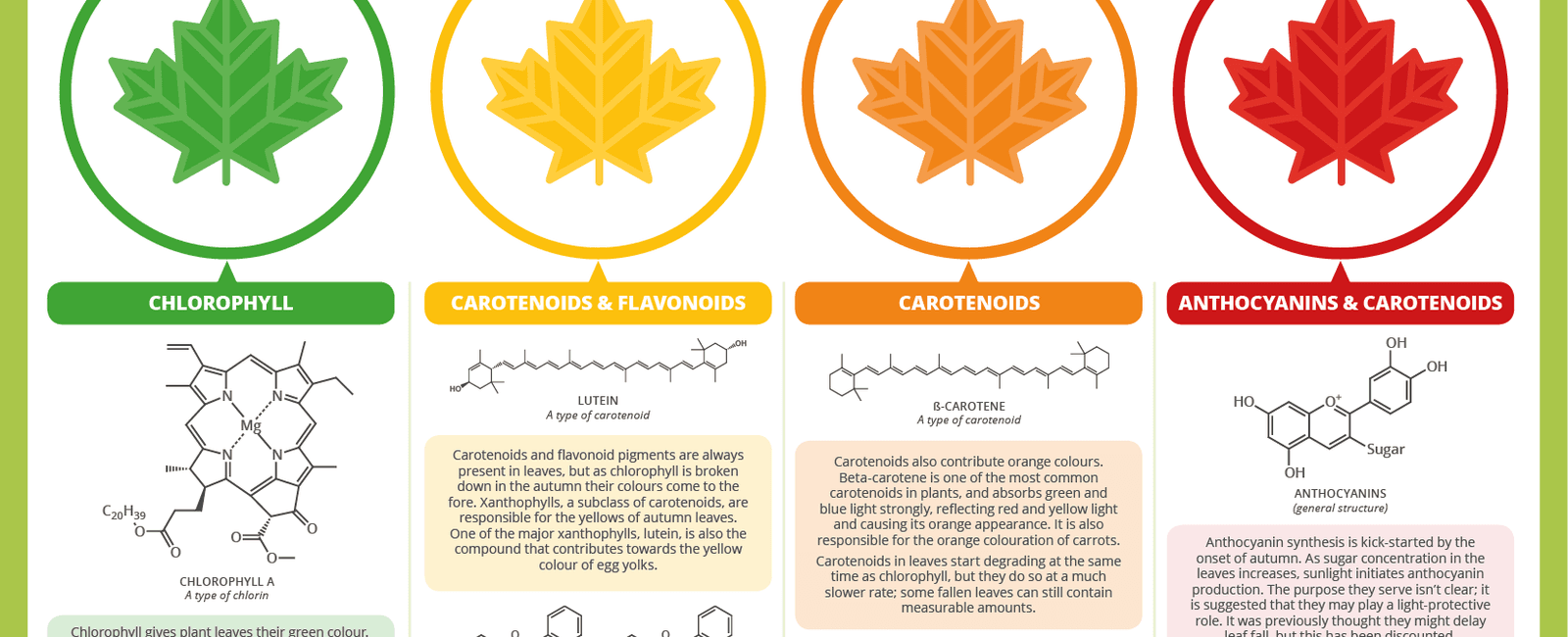 Tree leaves changing colors during the seasons is caused by the leaves producing plenty of chlorophyll during spring and summer green and less during fall red or yellow