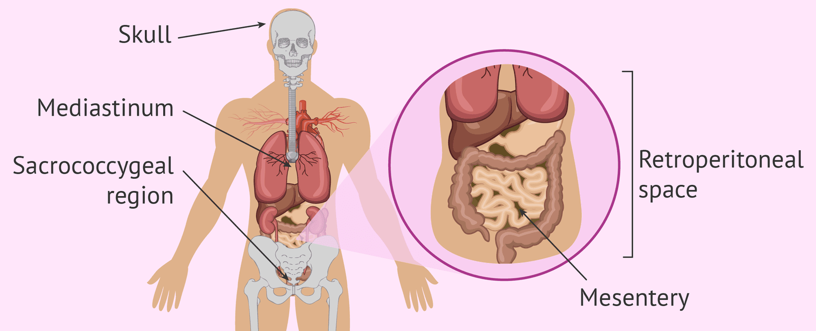 There are certain kinds of tumors that can grow their own teeth and hair they re called teratomas