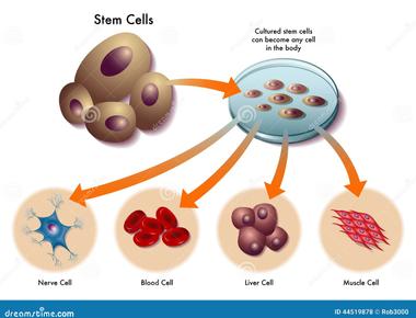 Most cells in the human body such as skin cells can t replicate themselves after a certain amount of time has passed but stem cells are self sustaining and can replicate for much longer