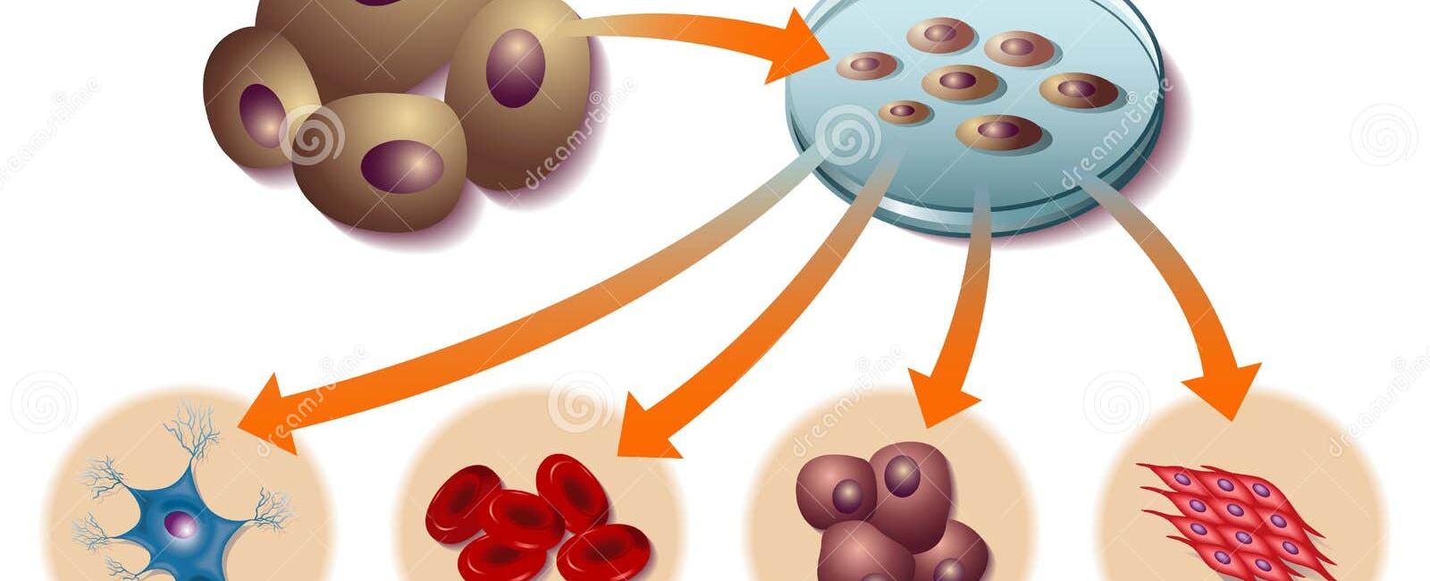 Most cells in the human body such as skin cells can t replicate themselves after a certain amount of time has passed but stem cells are self sustaining and can replicate for much longer