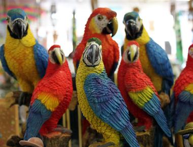 While parrots kept as pets imitate their adopted human family parrots in the wild mostly mimic their own species and other species of birds