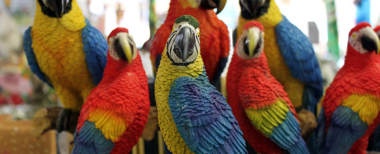 While parrots kept as pets imitate their adopted human family parrots in the wild mostly mimic their own species and other species of birds