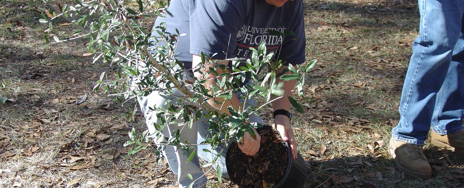 1 tree makes an average of 260 lbs of oxygen per year as a result 2 mature trees can produce enough oxygen for a family of 4 to breathe