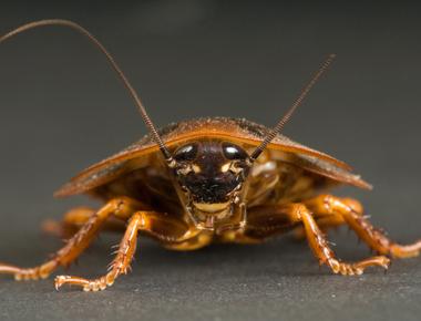 Disgusting creatures that would survive a nuclear strike roach