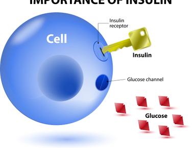 What hormone allows the cells in your body to absorb sugar from your blood insulin