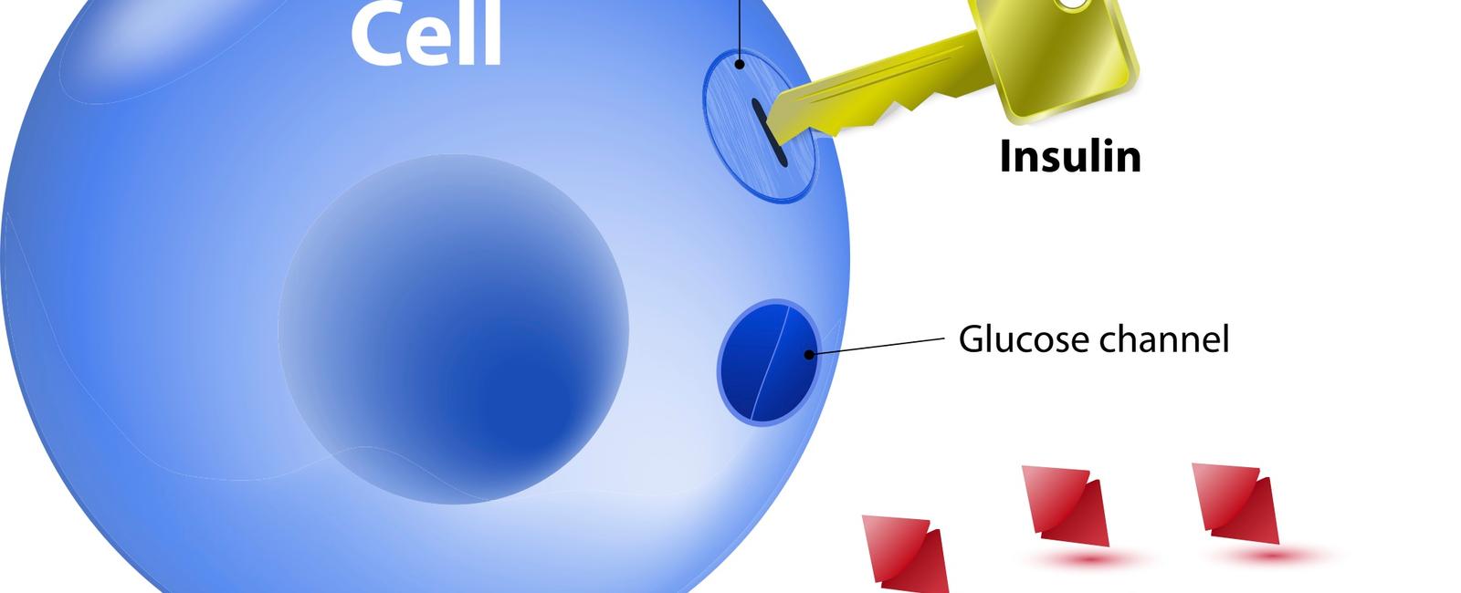 What hormone allows the cells in your body to absorb sugar from your blood insulin