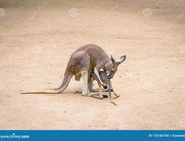 Female kangaroos will abandon their joey when being chased by a predator