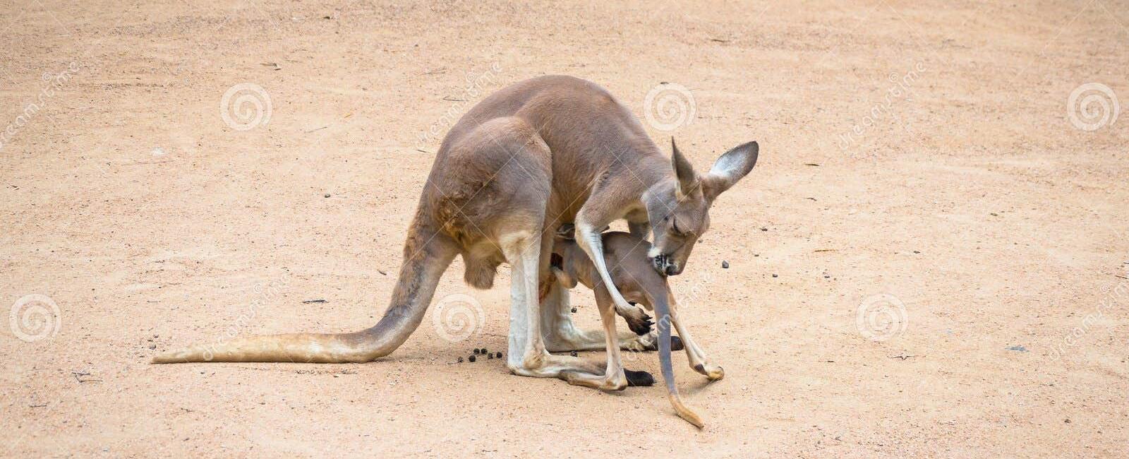 Female kangaroos will abandon their joey when being chased by a predator