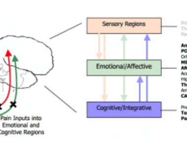 Humans are likely hardwired to emotionally feel the pain of their loved ones as certain pain processing regions of the brain light up when someone sees a loved one hurting signifying empathy