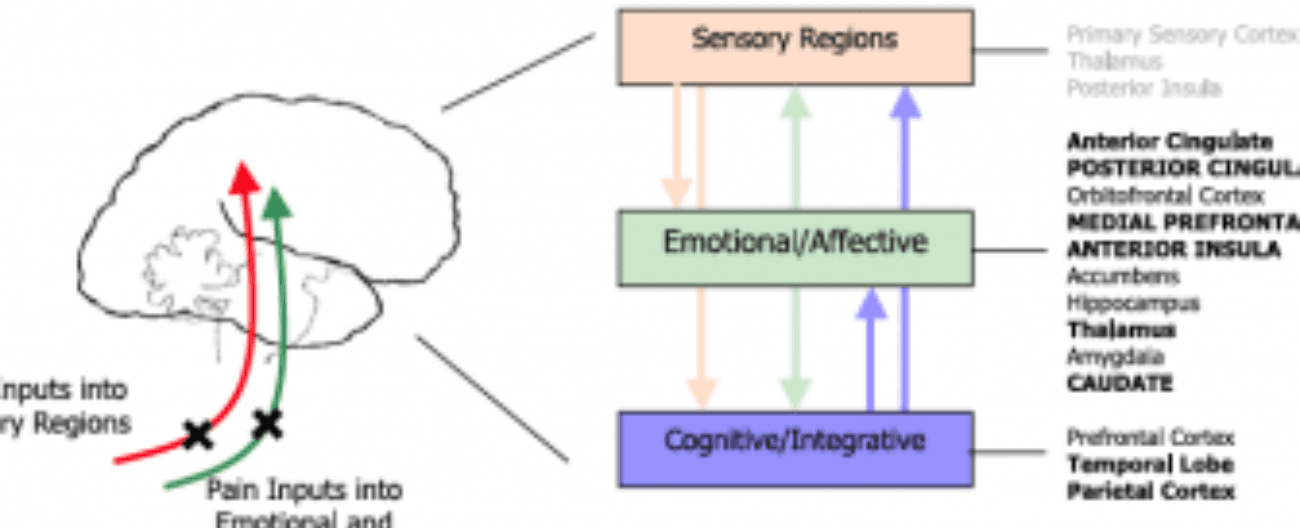 Humans are likely hardwired to emotionally feel the pain of their loved ones as certain pain processing regions of the brain light up when someone sees a loved one hurting signifying empathy