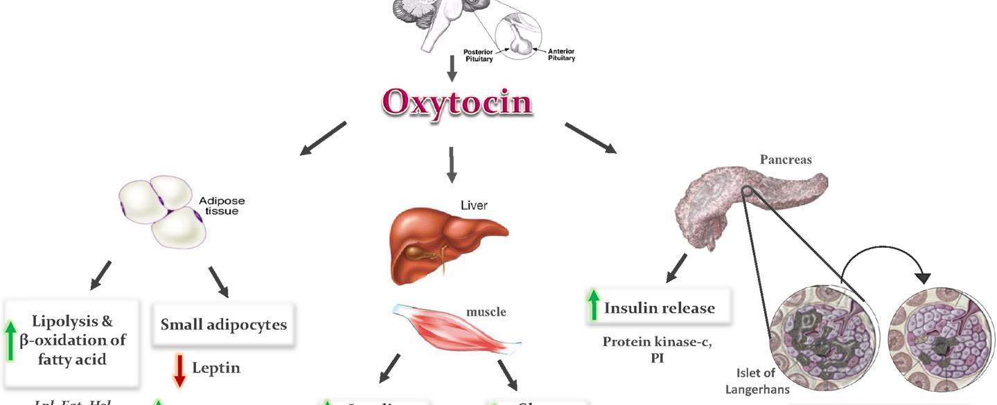 When couples embraced they had increased levels of oxytocin the hormone responsible for lower stress levels and mood boosts