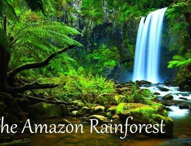 The amazon rainforest is known as one of the most diverse places on earth it is home to 40 000 plant species 2 400 freshwater fish species over 370 reptile species and likely thousands of species still unknown