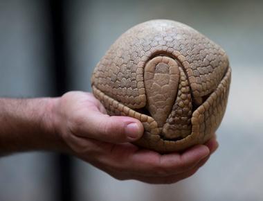 Armadillo shells are bulletproof