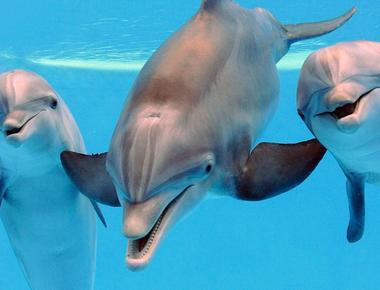 Bottlenose dolphins call each other with unique whistles that act like names they respond when they hear their own name called