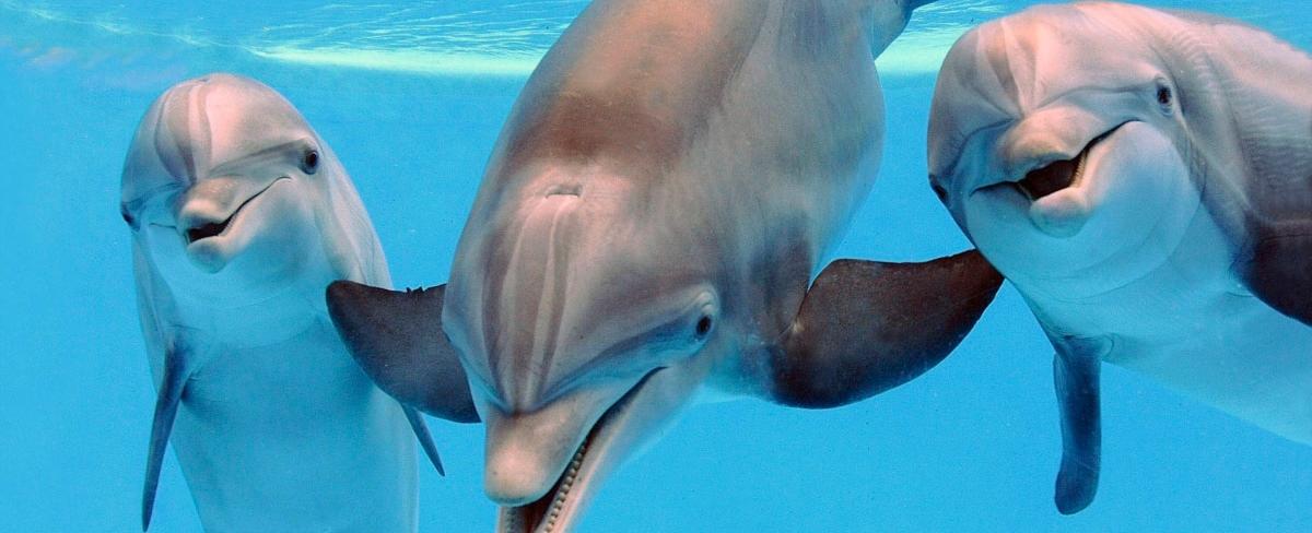 Bottlenose dolphins call each other with unique whistles that act like names they respond when they hear their own name called