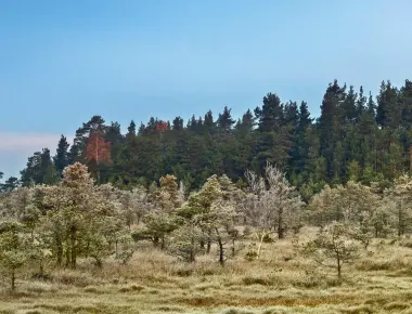 Today s forests are younger and shorter than in the past as the older larger trees die faster that means there s less biodiversity and limits to the amount of carbon the ecosystem can hold