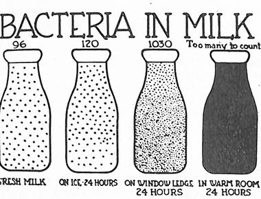 What ingredient in fresh milk is eventually devoured by bacteria causing the sour taste lactose