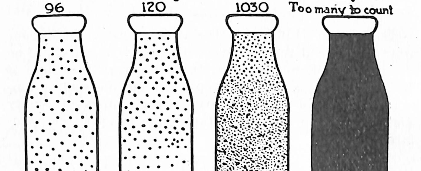 What ingredient in fresh milk is eventually devoured by bacteria causing the sour taste lactose