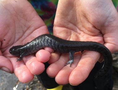 Newts are members of the salamander family they are found in north america europe and asia