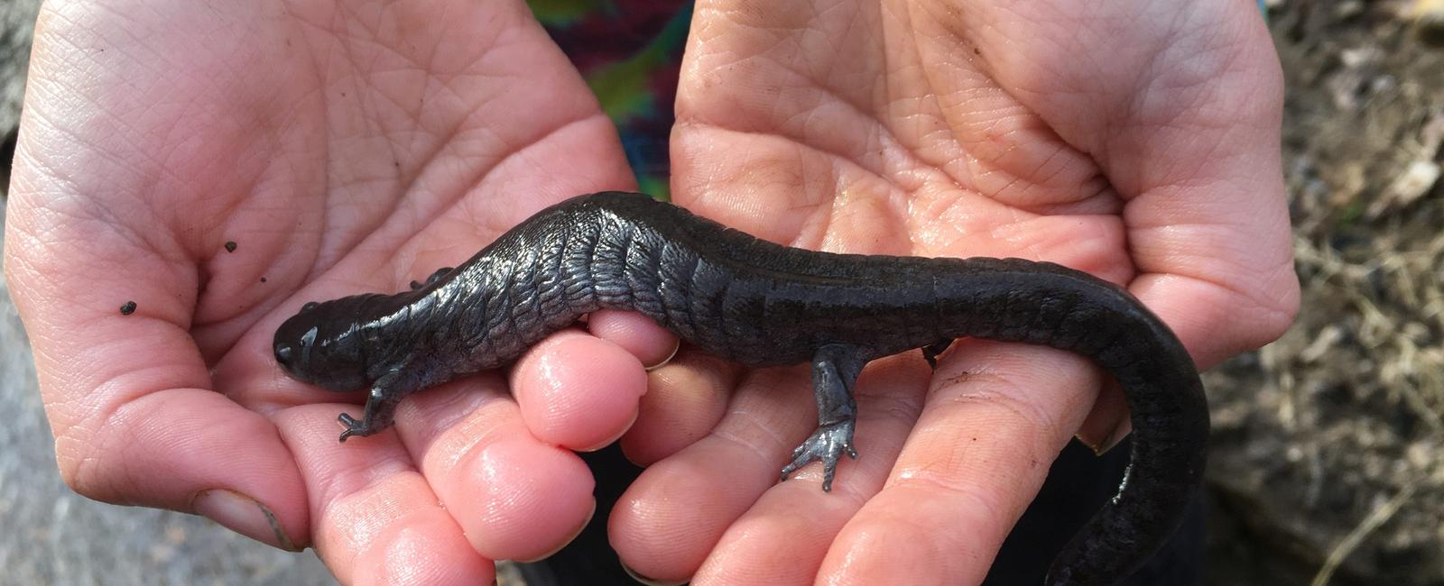 Newts are members of the salamander family they are found in north america europe and asia