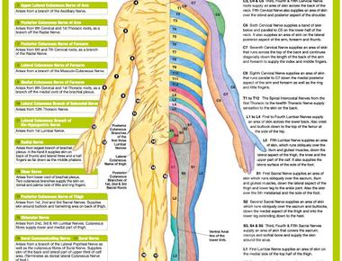 There are 45 miles of nerves in the skin of a human being