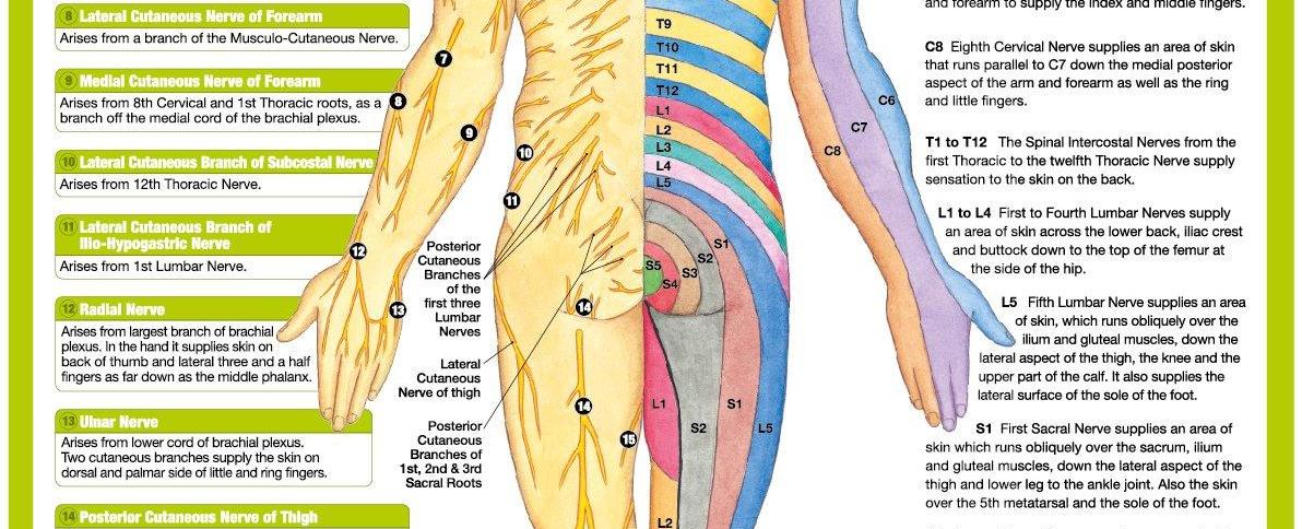 There are 45 miles of nerves in the skin of a human being