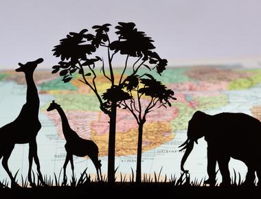 Africa is the home for largest living land animals the african elephant and the tallest giraffe