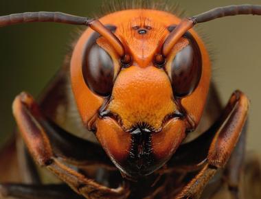 That s not the only bug you need to worry about japanese giant hornets have a bite that can leave craters in the skin or even cause death