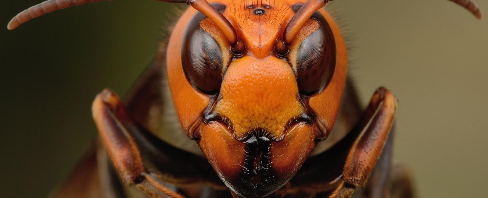 That s not the only bug you need to worry about japanese giant hornets have a bite that can leave craters in the skin or even cause death