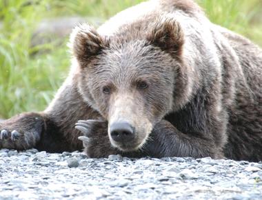 Wildlife biologists consider bears to be one of the most intelligent animals in north america they have a larger and more complex brain than other similarly sized land mammals and are comparable to higher primates