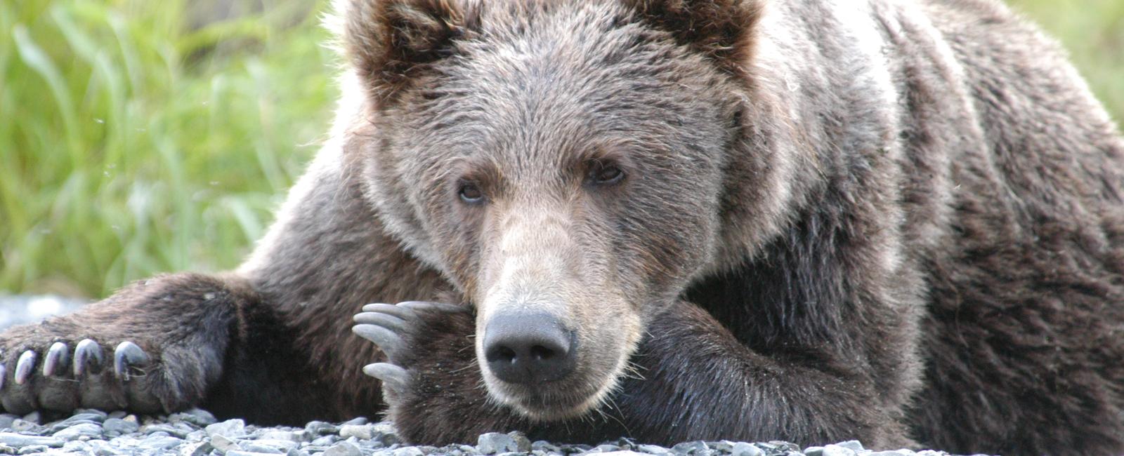 Wildlife biologists consider bears to be one of the most intelligent animals in north america they have a larger and more complex brain than other similarly sized land mammals and are comparable to higher primates