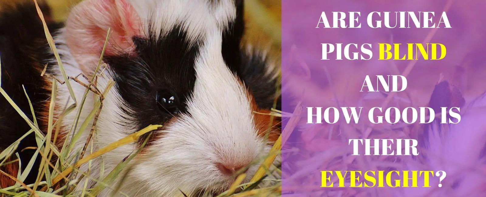 Guinea pigs aren t native to guinea despite their name they come from the andes region of south america where the incas first domesticated them they also are not biologically related to pigs