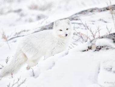 Arctic foxes have an outstanding sense of hearing and smell