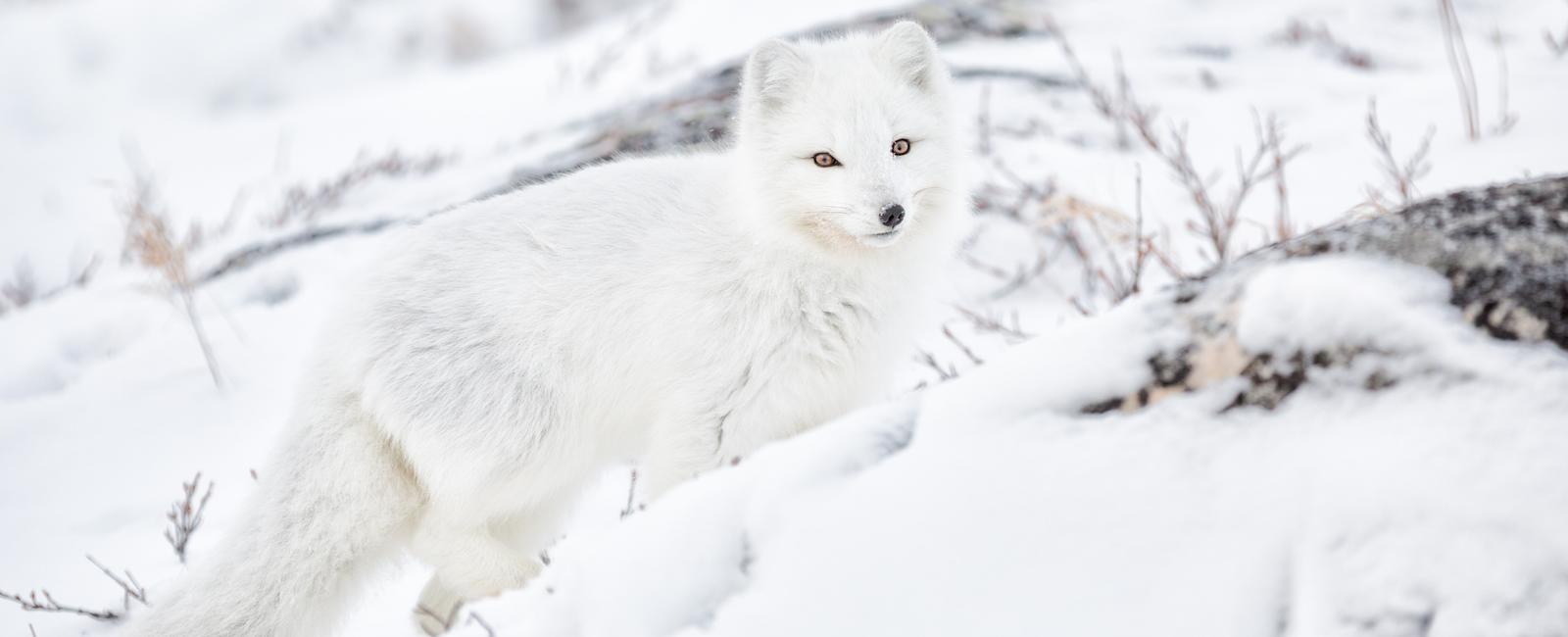 Arctic foxes have an outstanding sense of hearing and smell