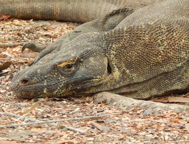 What is the largest lizard komodo dragon