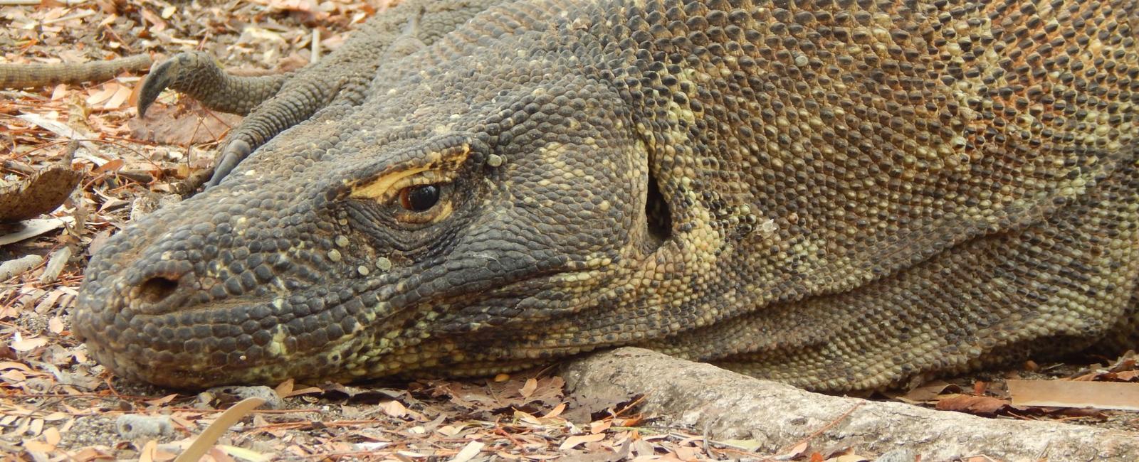 What is the largest lizard komodo dragon