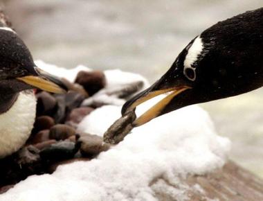 A male penguin will search an entire beach just to present his mate with the perfect pebble