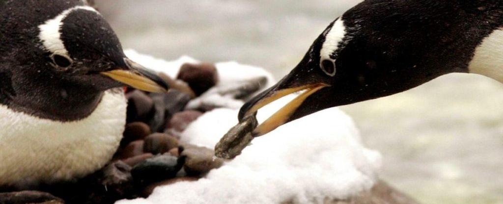 A male penguin will search an entire beach just to present his mate with the perfect pebble