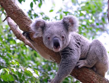 Like other marsupials male and female koalas have 2 of everything when it comes to sex organs males have bifurcated penises 2 penis heads while females have 2 lateral vaginas and 2 separate uteruses