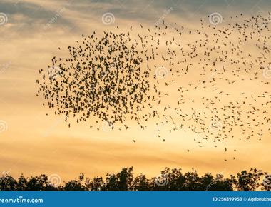 In the year 1945 a large flock of starlings landed on the minute hand of st stephen s tower big ben which made the time of the clock go back by 4 5 minutes