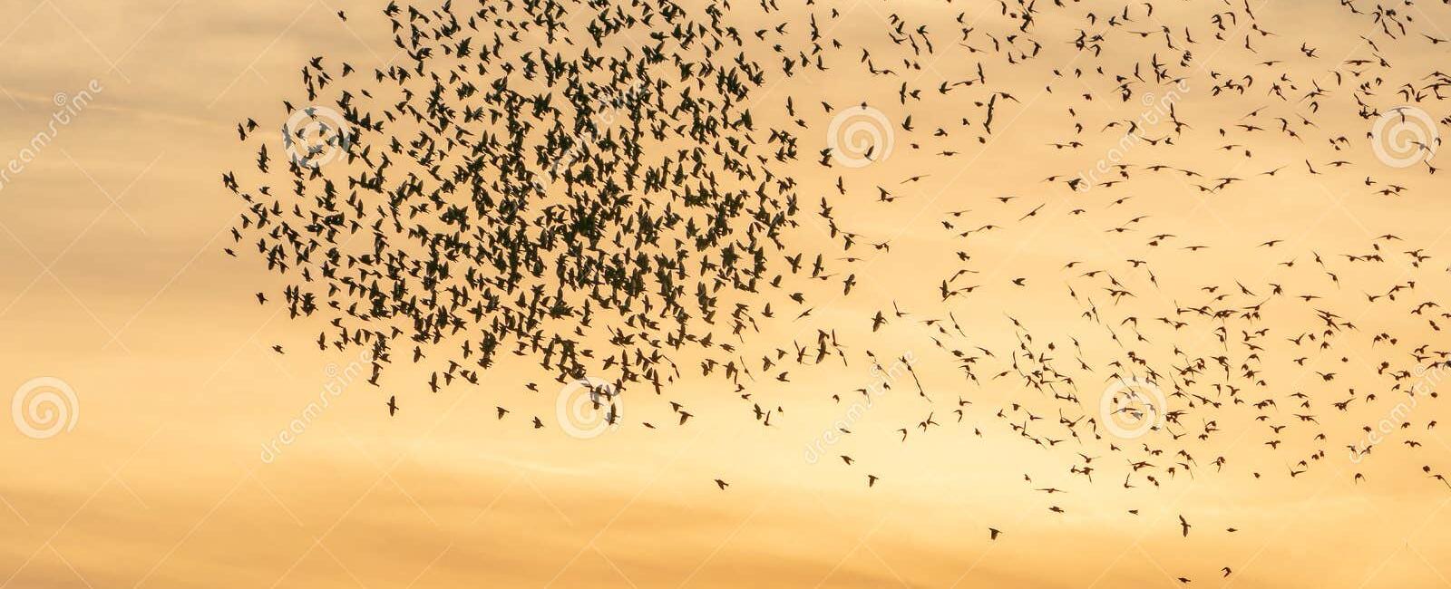 In the year 1945 a large flock of starlings landed on the minute hand of st stephen s tower big ben which made the time of the clock go back by 4 5 minutes