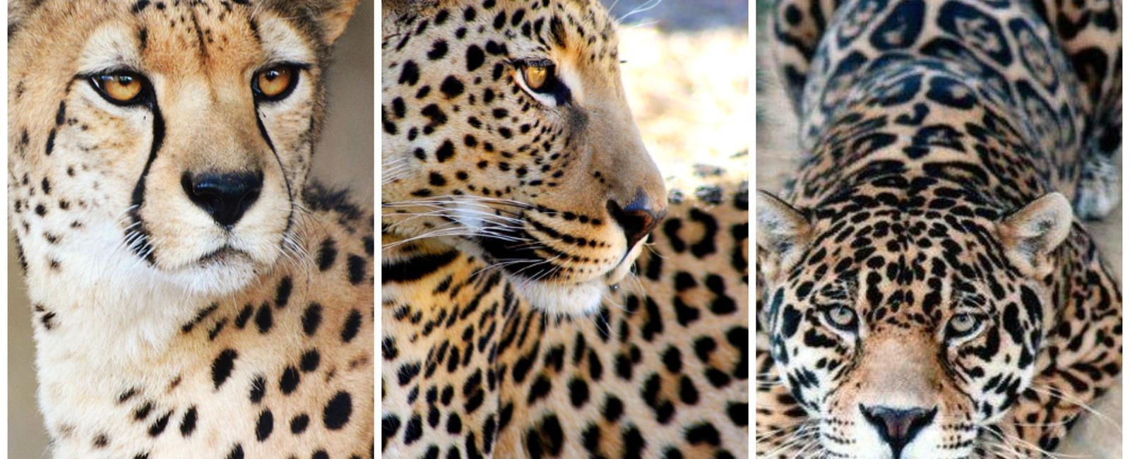 Tigers can mate with other big cats including lions jaguars and leopards but not snow leopards