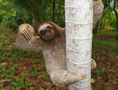 Sloths only poop once a week and when they do it can expel one third of its own body weight